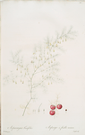 Asparagus tenuifolius