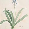 Scilla campanulata