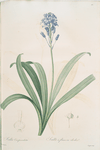 Scilla campanulata