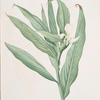 Hedychium coronarium