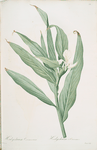 Hedychium coronarium
