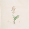 Ophrys lilifolia