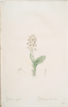 Ophrys lilifolia