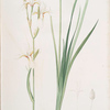 Ixia sibirica var. ochroleuca