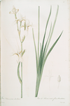 Ixia sibirica var. ochroleuca