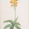 Ornithogalum aureum
