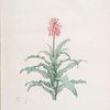 Veltheimia glauca