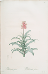 Veltheimia glauca