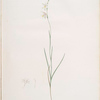Ixia radiata