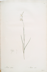 Ixia radiata
