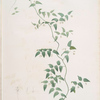 Medeola asparagoides