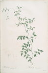 Medeola asparagoides