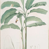 Musa paradisiaca