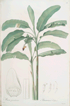 Musa paradisiaca