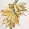 Musa paradisiaca