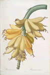 Musa paradisiaca