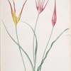 Tulipa cornuta