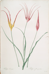 Tulipa cornuta
