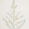Asparagus amarus