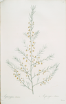 Asparagus amarus
