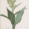 Veratrum album
