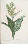 Veratrum album