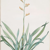 Phormium tenax