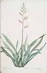 Phormium tenax