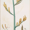 Phormium tenax