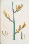 Phormium tenax
