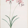 Amaryllis humilis