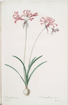 Amaryllis humilis
