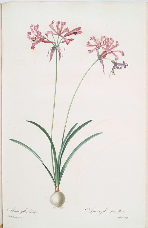 Amaryllis humilis - NYPL Digital Collections