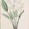 Alisma plantago