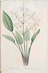 Alisma plantago