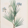 Witsenia corymbosa