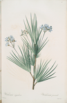 Witsenia corymbosa