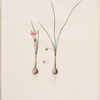 Amaryllis atamasco var. minor