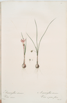 Amaryllis atamasco var. minor