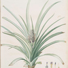 Bromella ananas