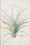 Bromella ananas