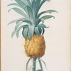Bromella ananas