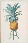 Bromella ananas