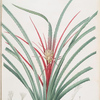 Bromella Karatas