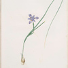 Iris Sisyrinchium