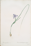 Iris Sisyrinchium