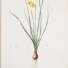 Narcissus radiatus