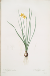 Narcissus radiatus