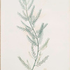 Asparagus sarmentosus