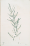 Asparagus sarmentosus